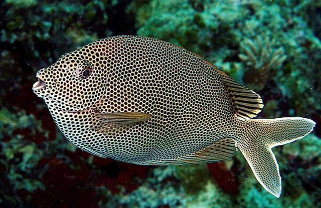  Siganus stellatus (Brown-spotted Spinefoot Rabbitfish)